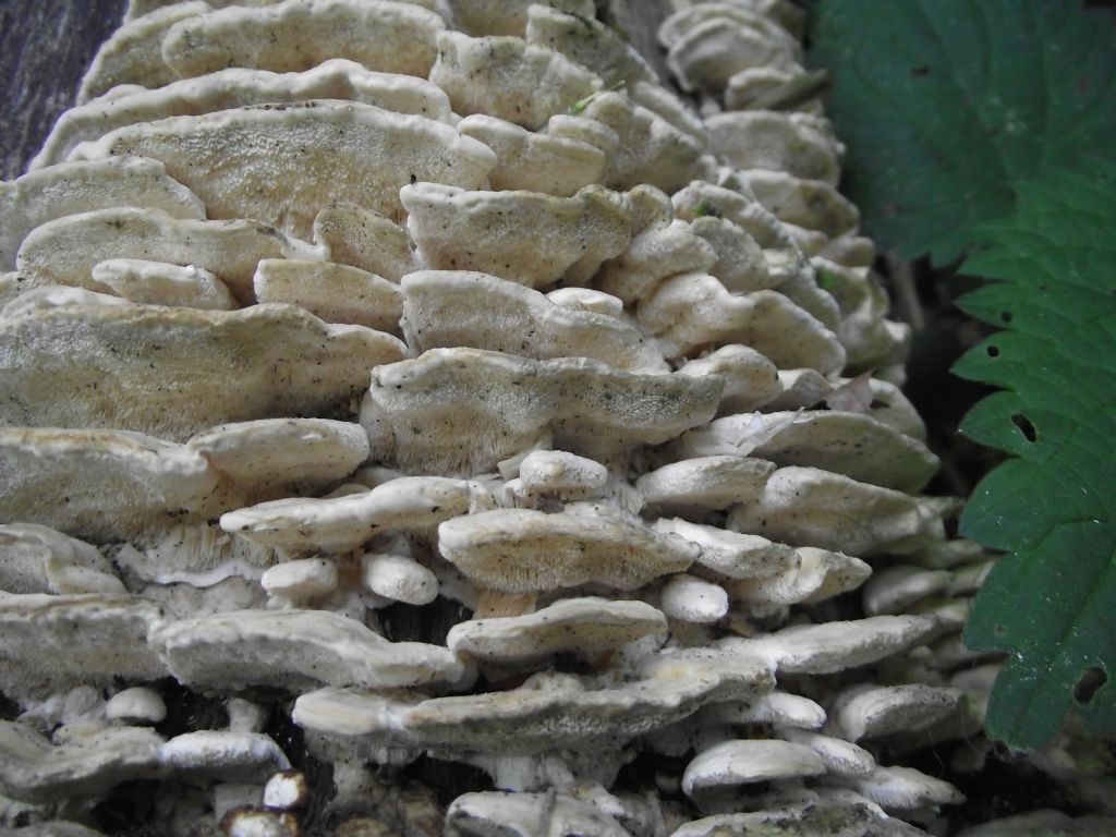 Samtige Tramete - Blick von schräg unten auf die rundlichen bis eckigen weißlichen bis blass gebliche kleine Poren. 